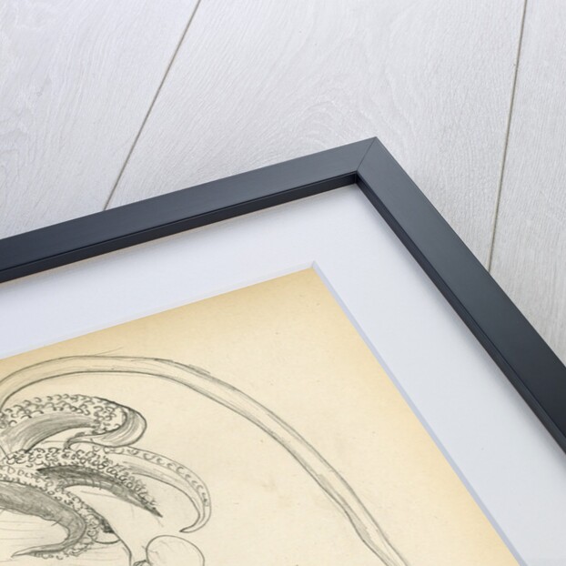 Sepia officinalis by Henry Hallett Dale