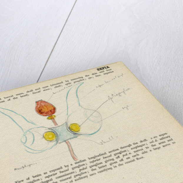 Sepia officinalis by Henry Hallett Dale