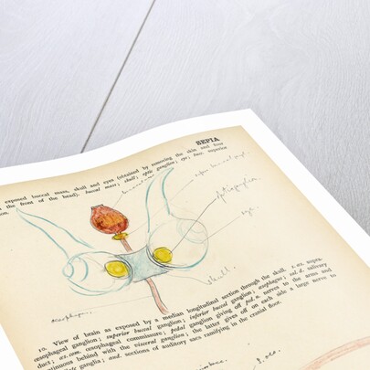 Sepia officinalis by Henry Hallett Dale