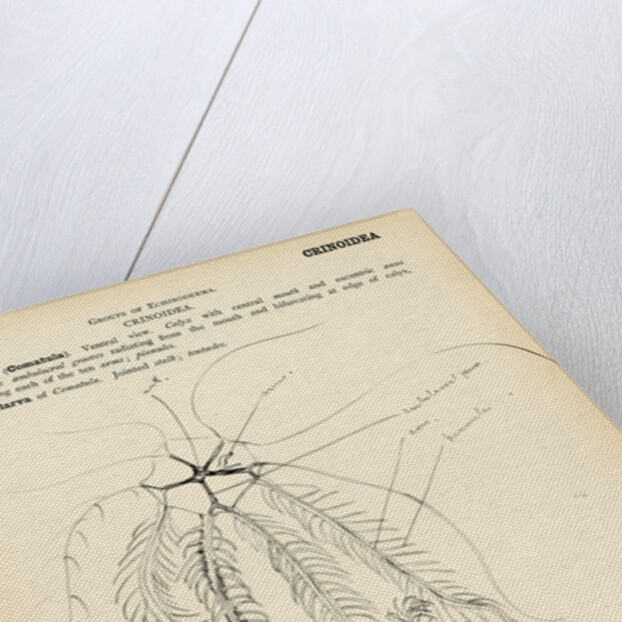 Antedon by Henry Hallett Dale