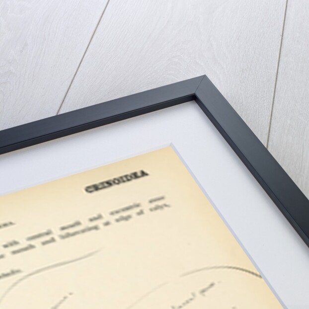 Antedon by Henry Hallett Dale