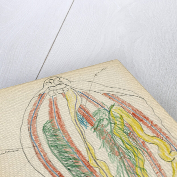 Holathuria tubulosa by Henry Hallett Dale