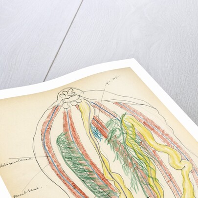 Holathuria tubulosa by Henry Hallett Dale