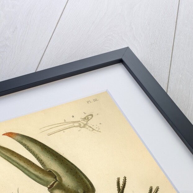 Crayfish by Baron