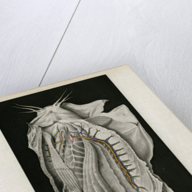 Electric catfish by Pierre