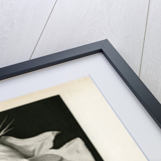 Electric catfish by Pierre