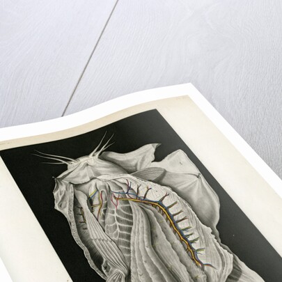 Electric catfish by Pierre