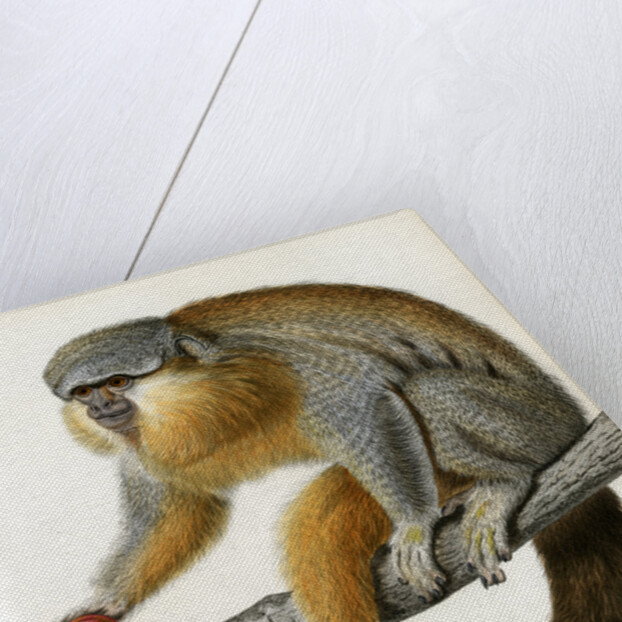 Red-bellied titi by Borromée