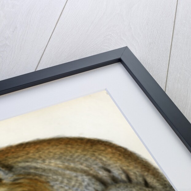 Red-bellied titi by Borromée