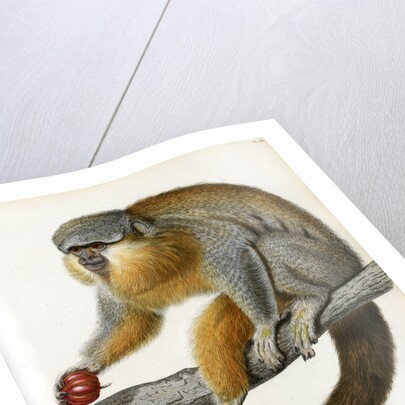 Red-bellied titi by Borromée