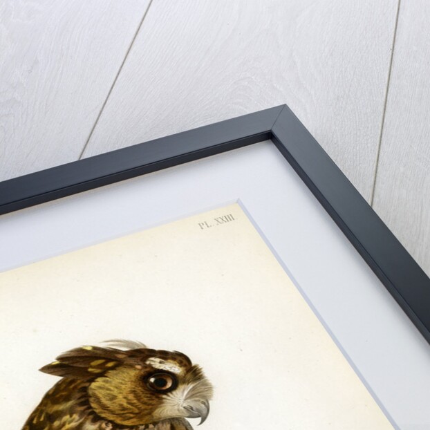 Rainforest scops owl by Guyard