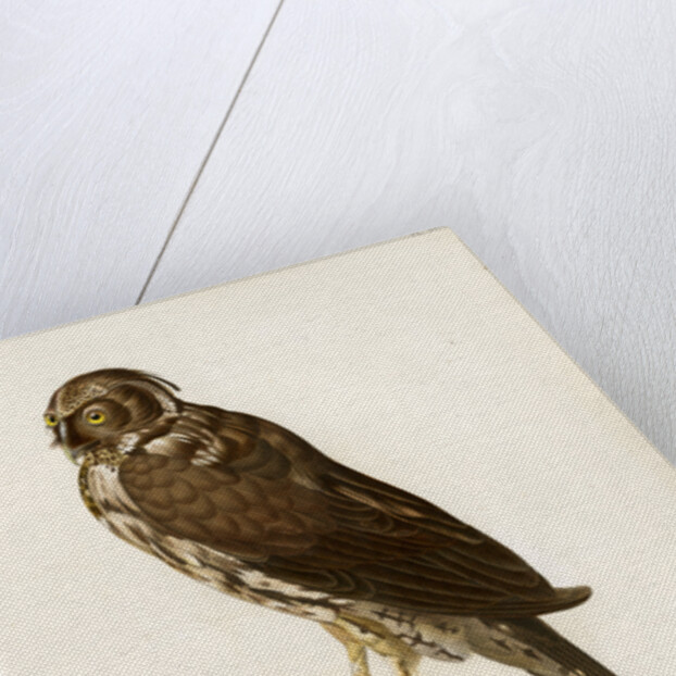 Stygian owl by Guyard