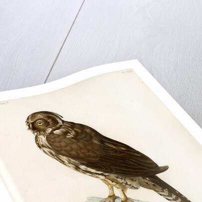 Stygian owl by Guyard