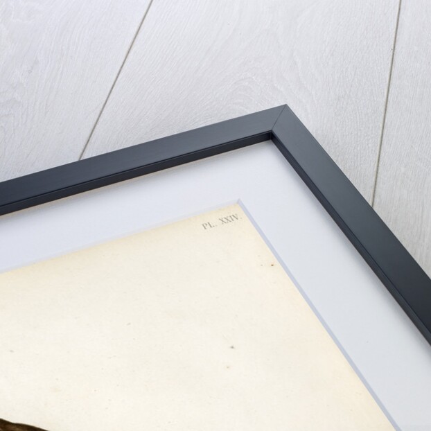 Stygian owl by Guyard