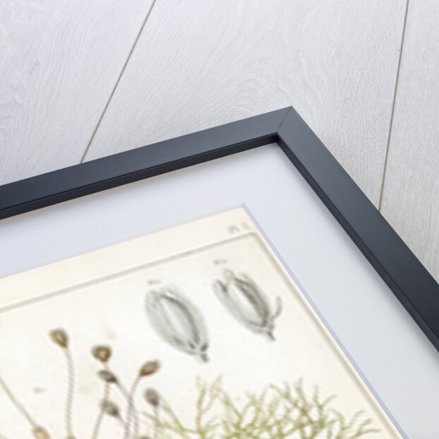 Riverweeds by Eugenia Taillant