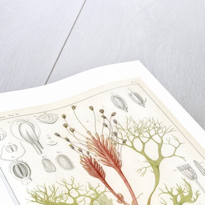 Riverweeds by Eugenia Taillant