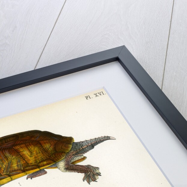 Red cheeked mud turtle by Léon Louis Vaillant