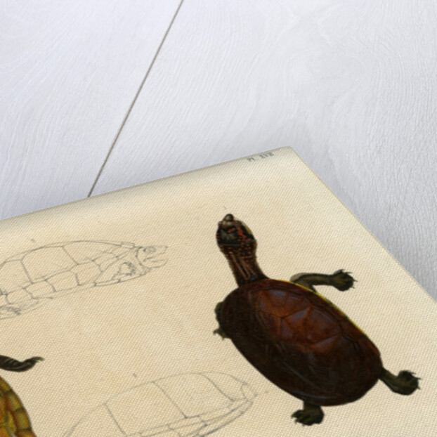 White lipped mud turtle by Léon Louis Vaillant