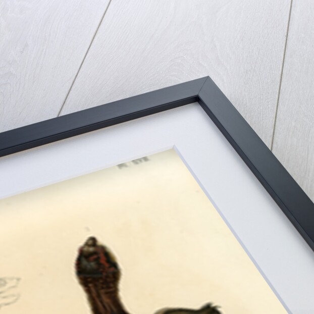 White lipped mud turtle by Léon Louis Vaillant