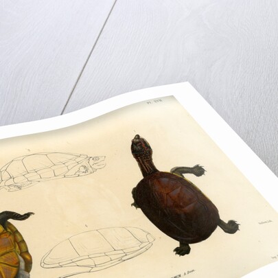 White lipped mud turtle by Léon Louis Vaillant