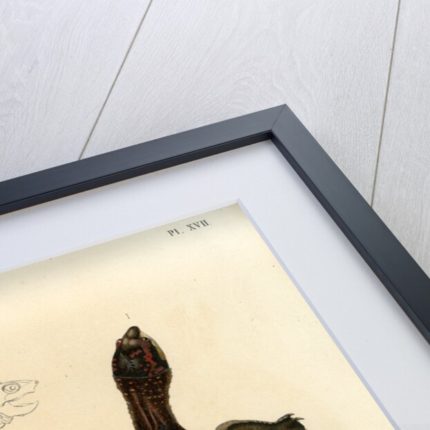 White lipped mud turtle by Léon Louis Vaillant