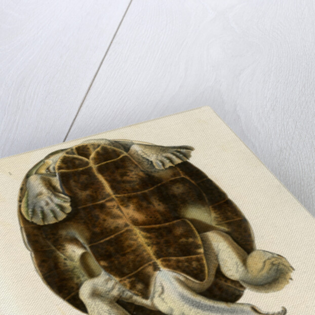 Magdalena river turtle by Léon Louis Vaillant