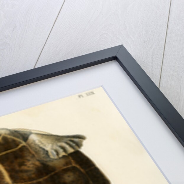 Magdalena river turtle by Léon Louis Vaillant