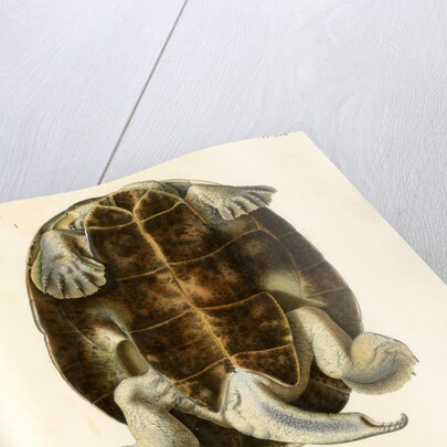 Magdalena river turtle by Léon Louis Vaillant