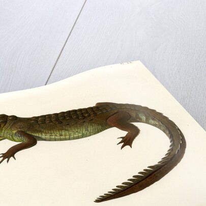 Morelet's crocodile by Louveau