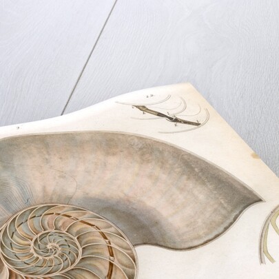 Nautilus by unknown