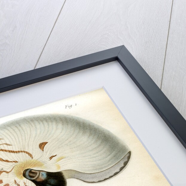 Nautilus specimens by unknown