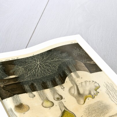 Agaricus crispus by Pérée