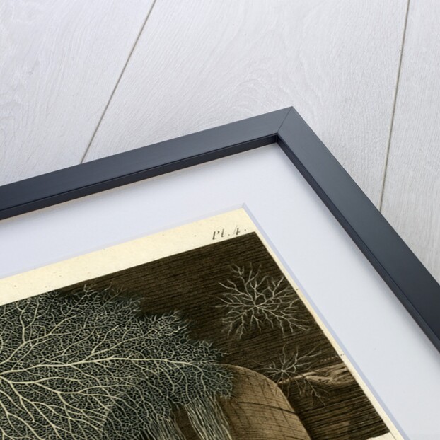 Agaricus crispus by Pérée