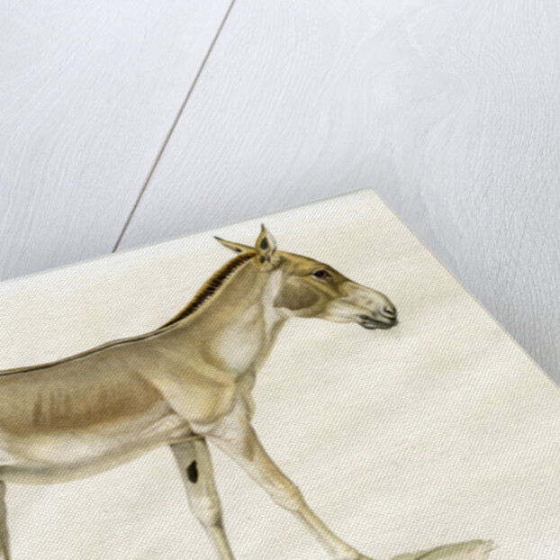 Onager by Legénissel