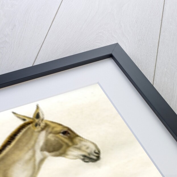 Onager by Legénissel