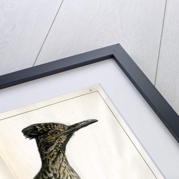 Greater roadrunner by Bièvre