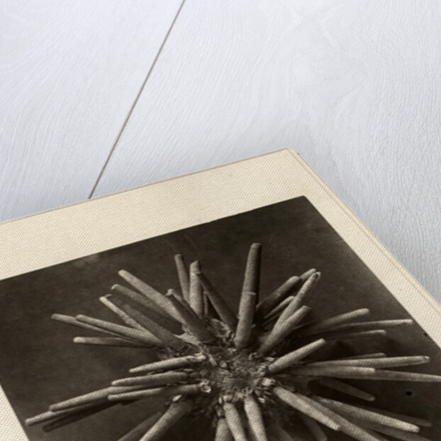 Slate pen sea urchin by American Photo Relief Printing Company