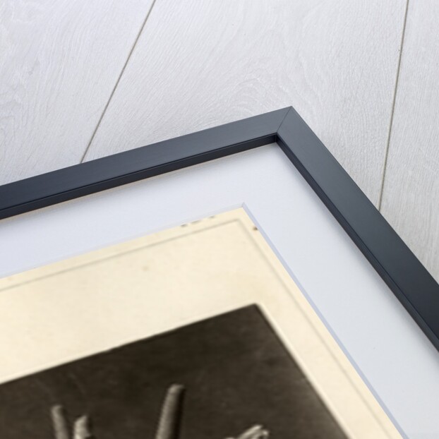 Slate pen sea urchin by American Photo Relief Printing Company