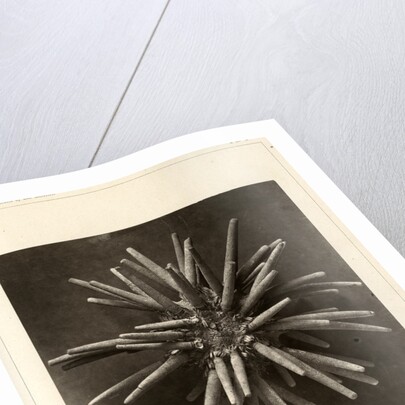 Slate pen sea urchin by American Photo Relief Printing Company