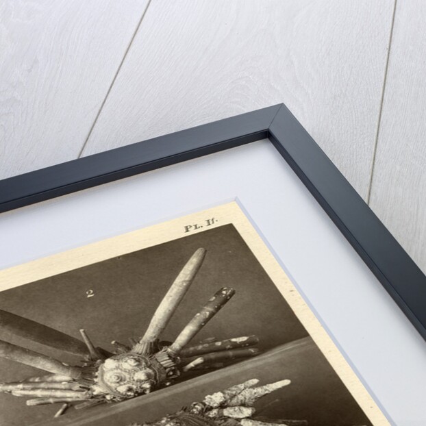 Sea urchins by American Photo Relief Printing Company