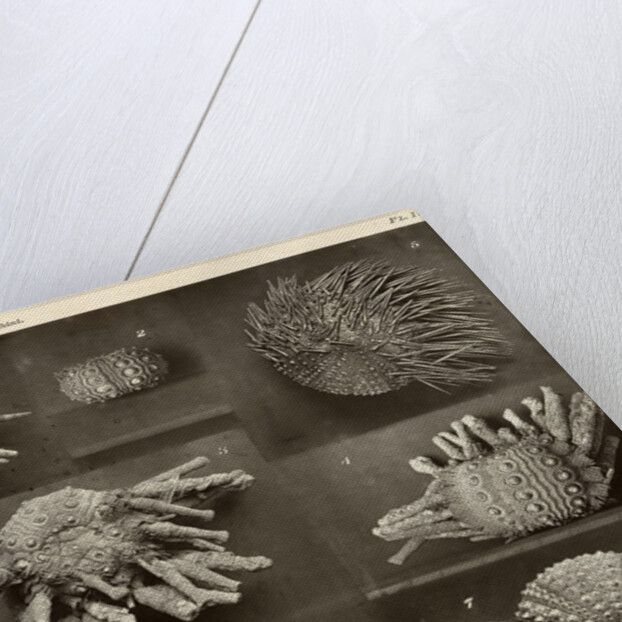 Sea urchins by American Photo Relief Printing Company