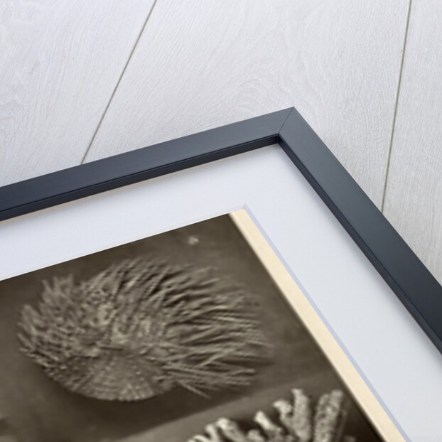 Sea urchins by American Photo Relief Printing Company