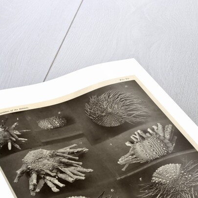 Sea urchins by American Photo Relief Printing Company