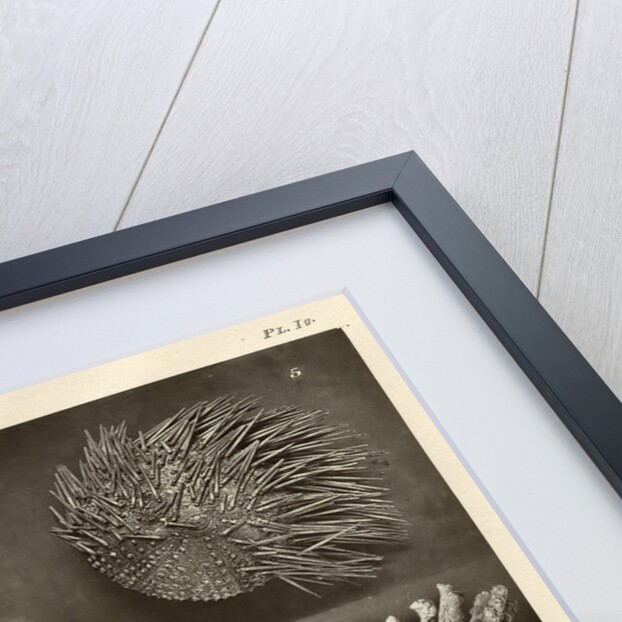 Sea urchins by American Photo Relief Printing Company
