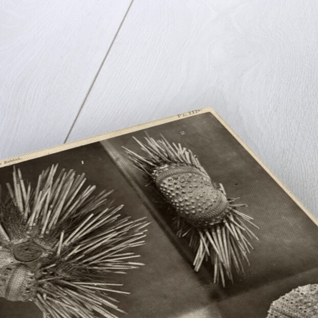 Sea urchins by American Photo Relief Printing Company