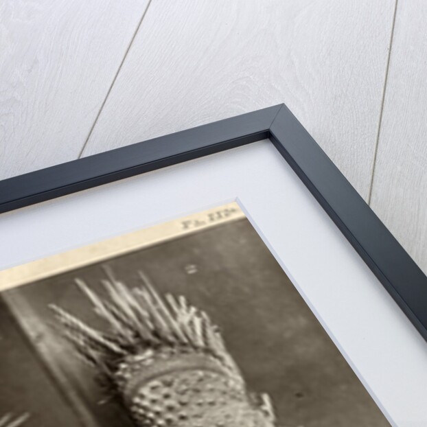 Sea urchins by American Photo Relief Printing Company