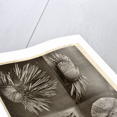 Sea urchins by American Photo Relief Printing Company