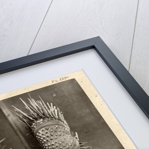 Sea urchins by American Photo Relief Printing Company