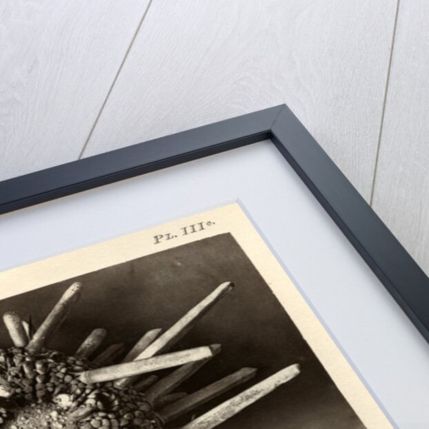 Red slate pencil urchin by American Photo Relief Printing Company