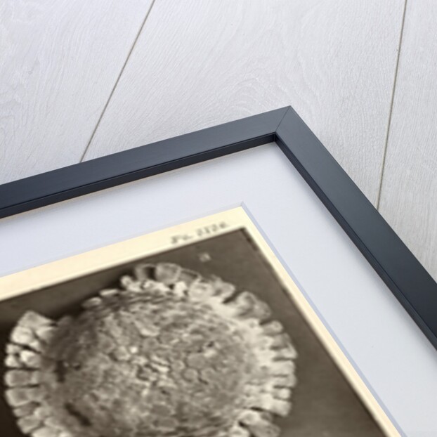 Sea urchins by American Photo Relief Printing Company